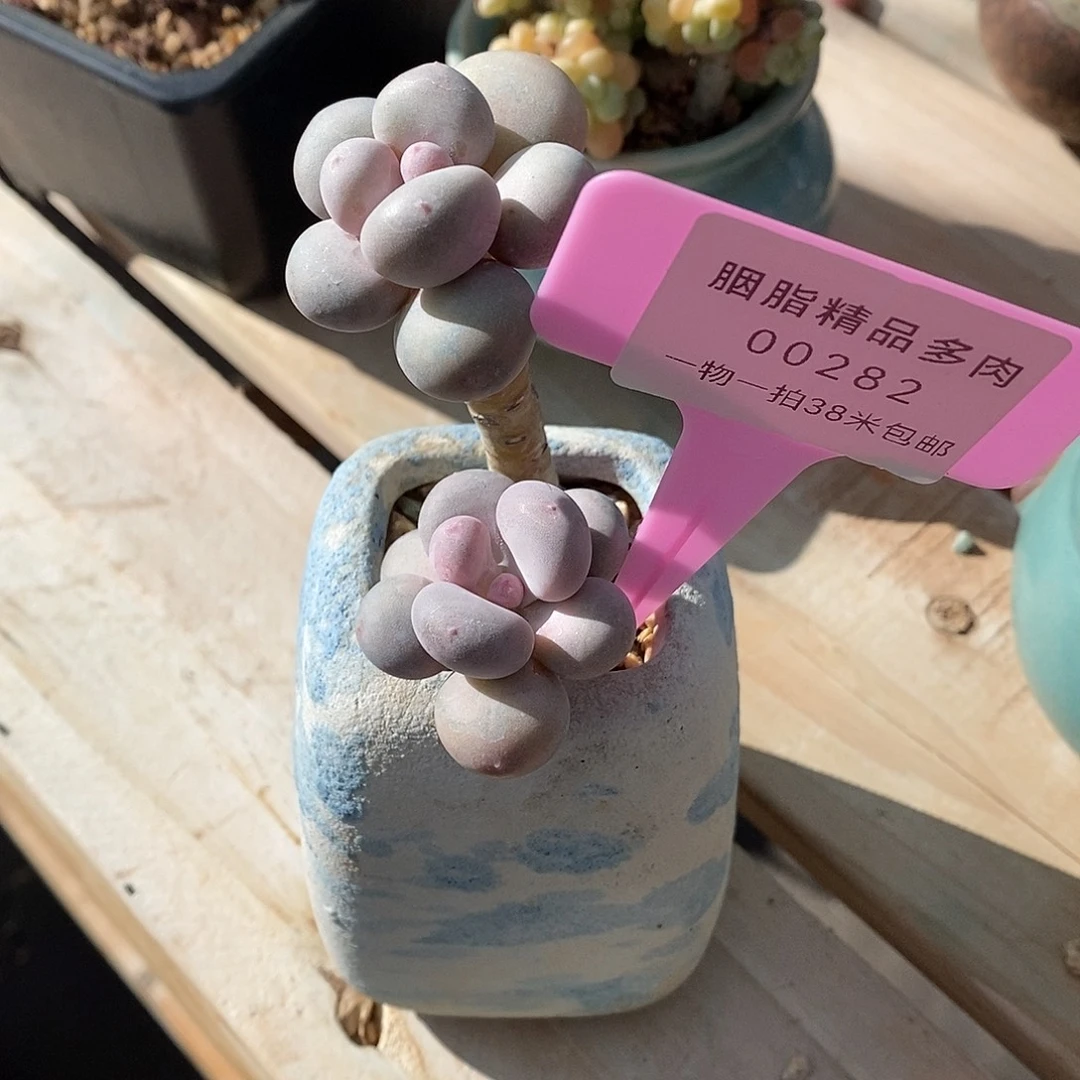 282咯路咯木哦魔芋我哦哦