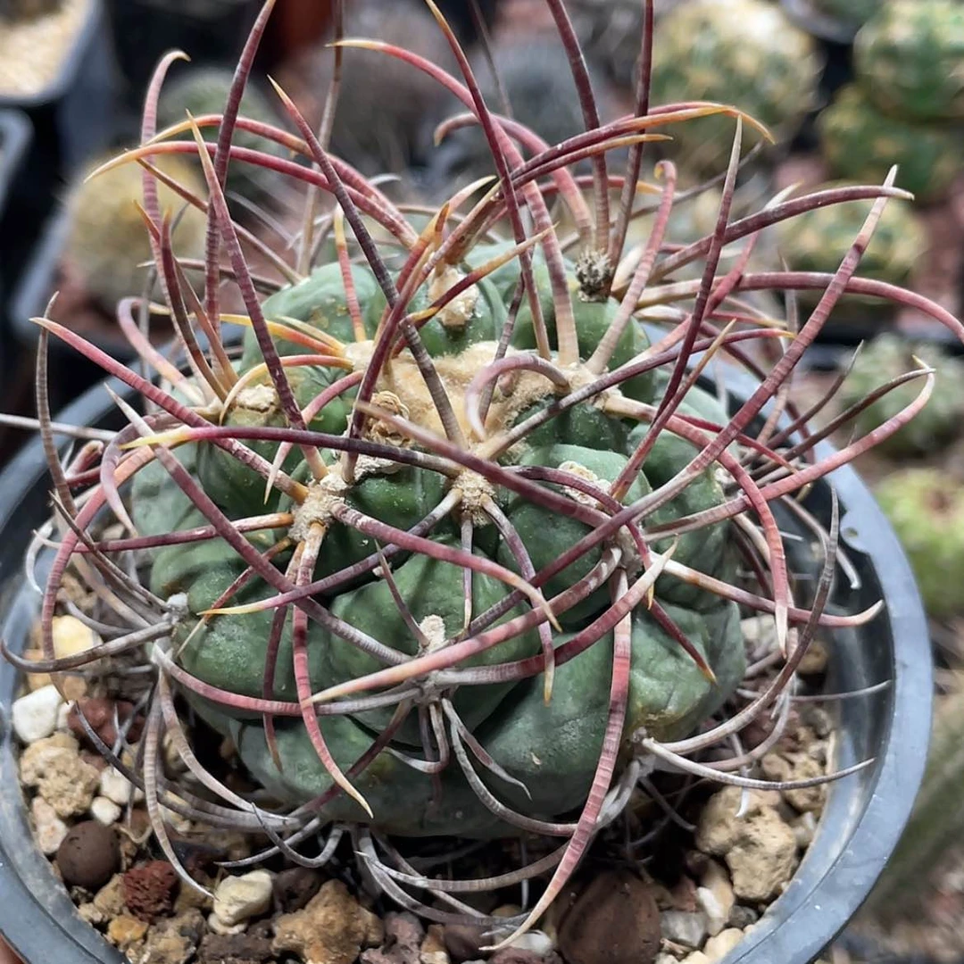 【闪购商品】高木菲冠龙冒根芽3467