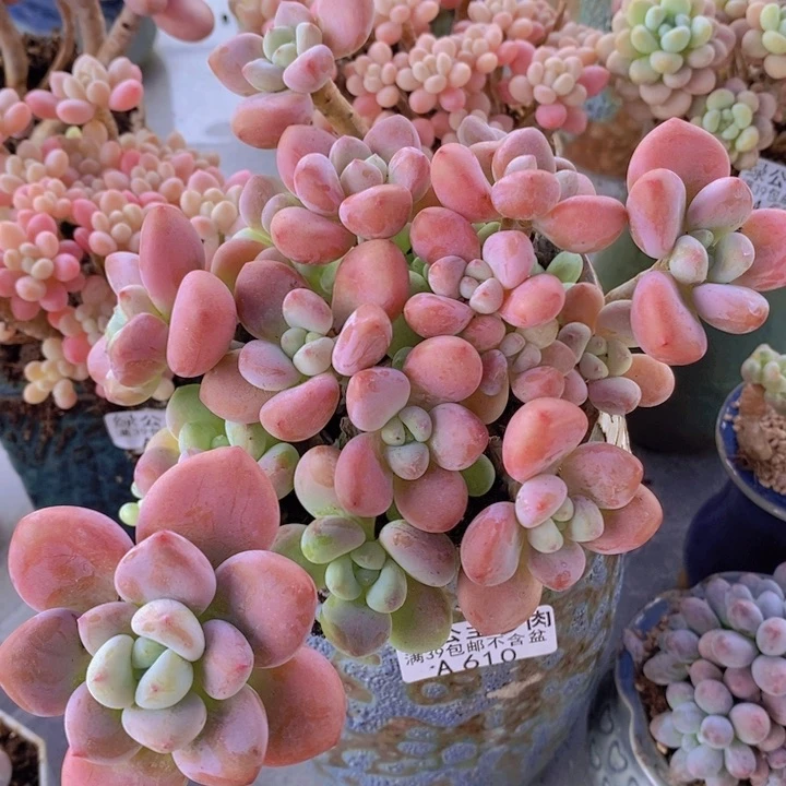 樱花洛神16cm610多肉植物