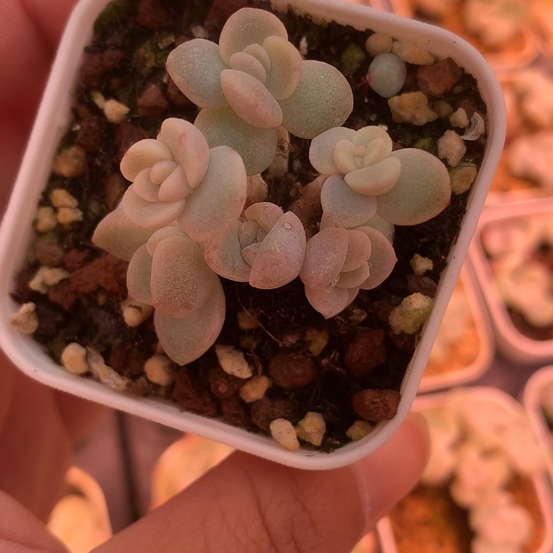 六头白体冰玉自然群 一物一拍