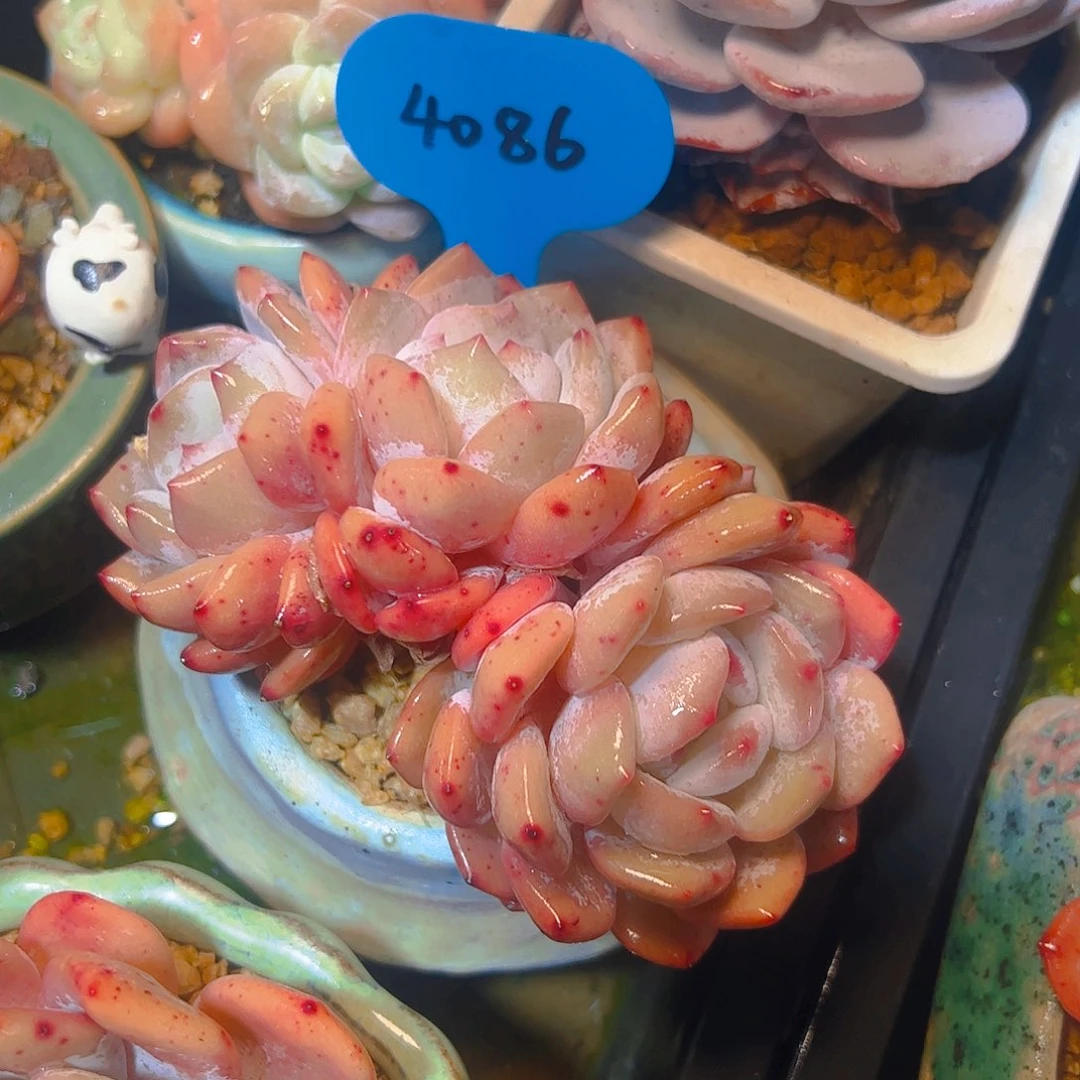 ?*君三头橙梦露4086号一物一拍