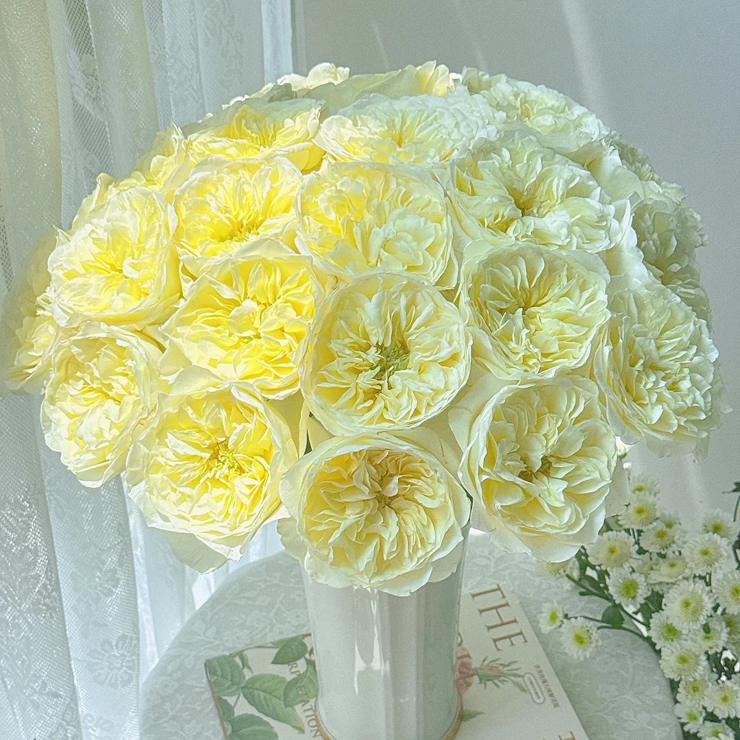 云花巷 * 单头玫瑰 【窒息】鲜花优选顺丰直发