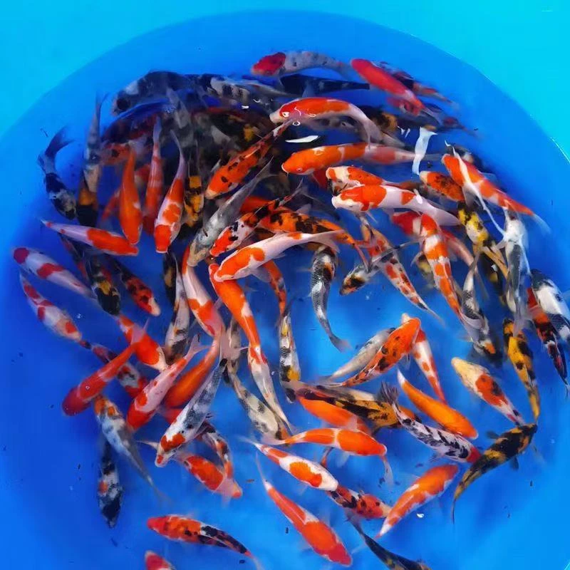 【中号】冷链包邮血统锦鲤15条冷水鱼好养耐活今年新鱼红白介子三色