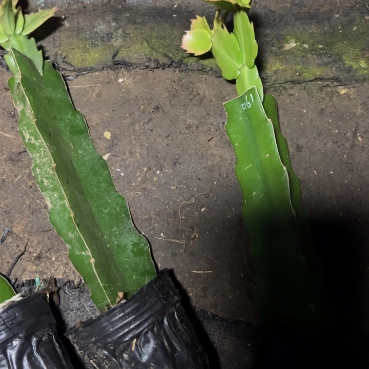 阳****）061嫁接多叶片小苗一颗35