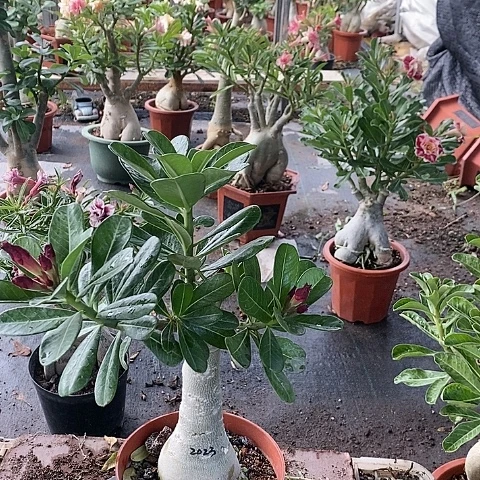 【闪购商品】无花朵清*