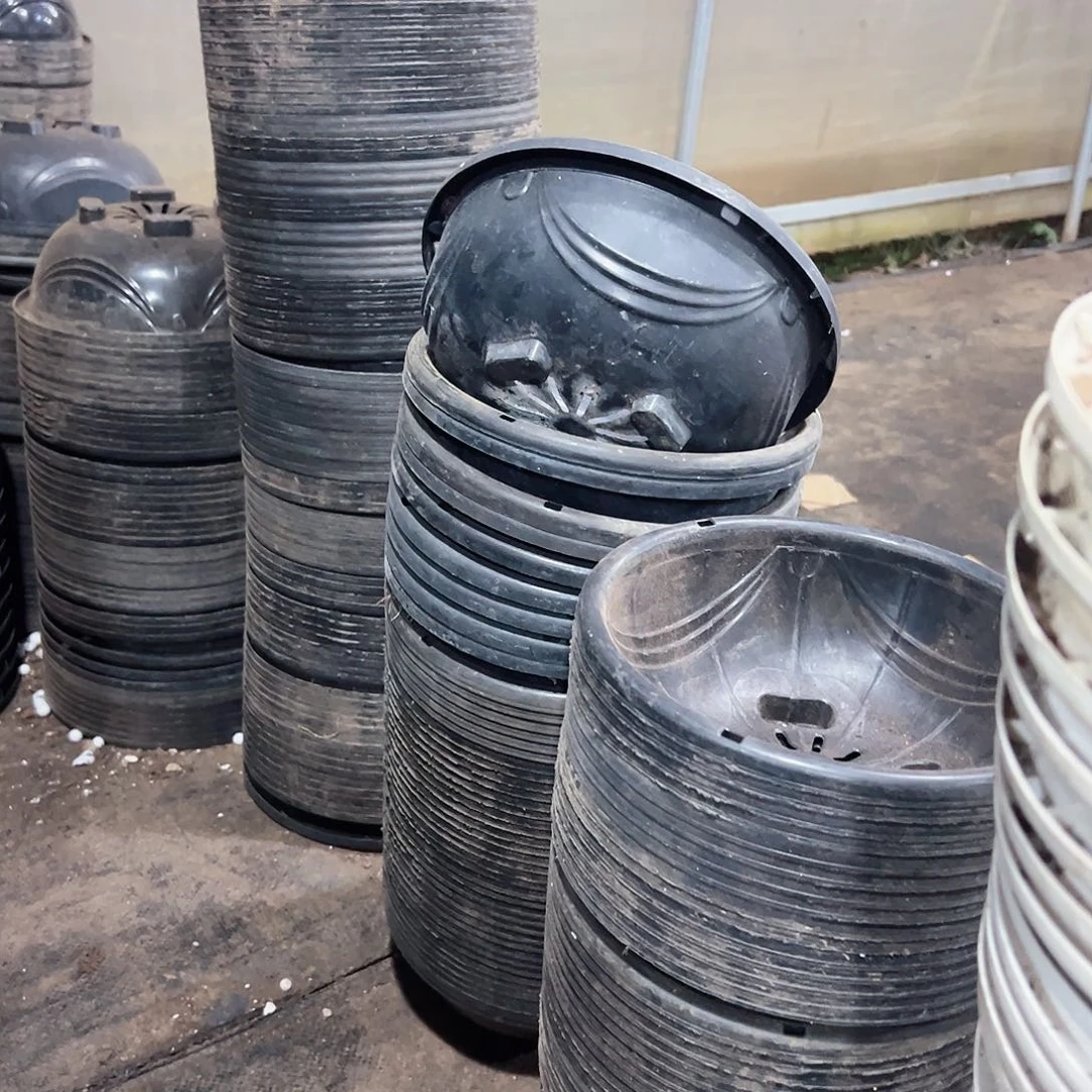 黑吊兰盆21口径10高10个