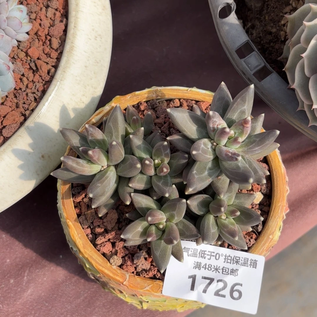 碧1726乌拉克拉多肉