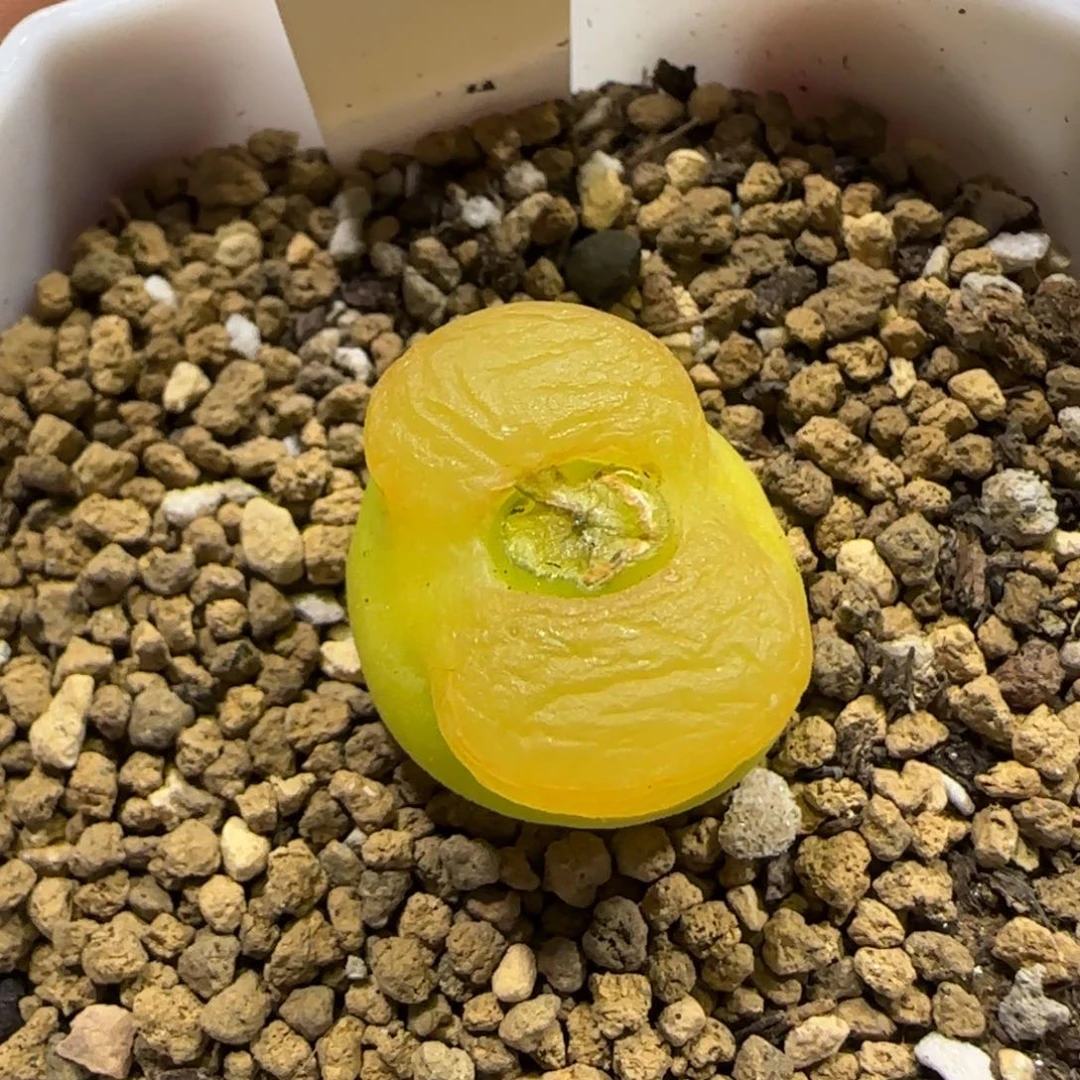 11.25。   蟠桃。     2068