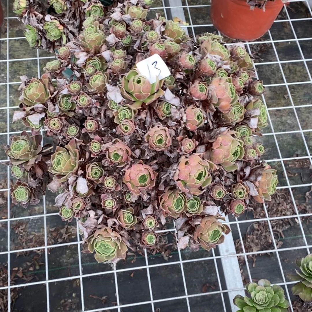 高**水多肉植物组合拼盘13