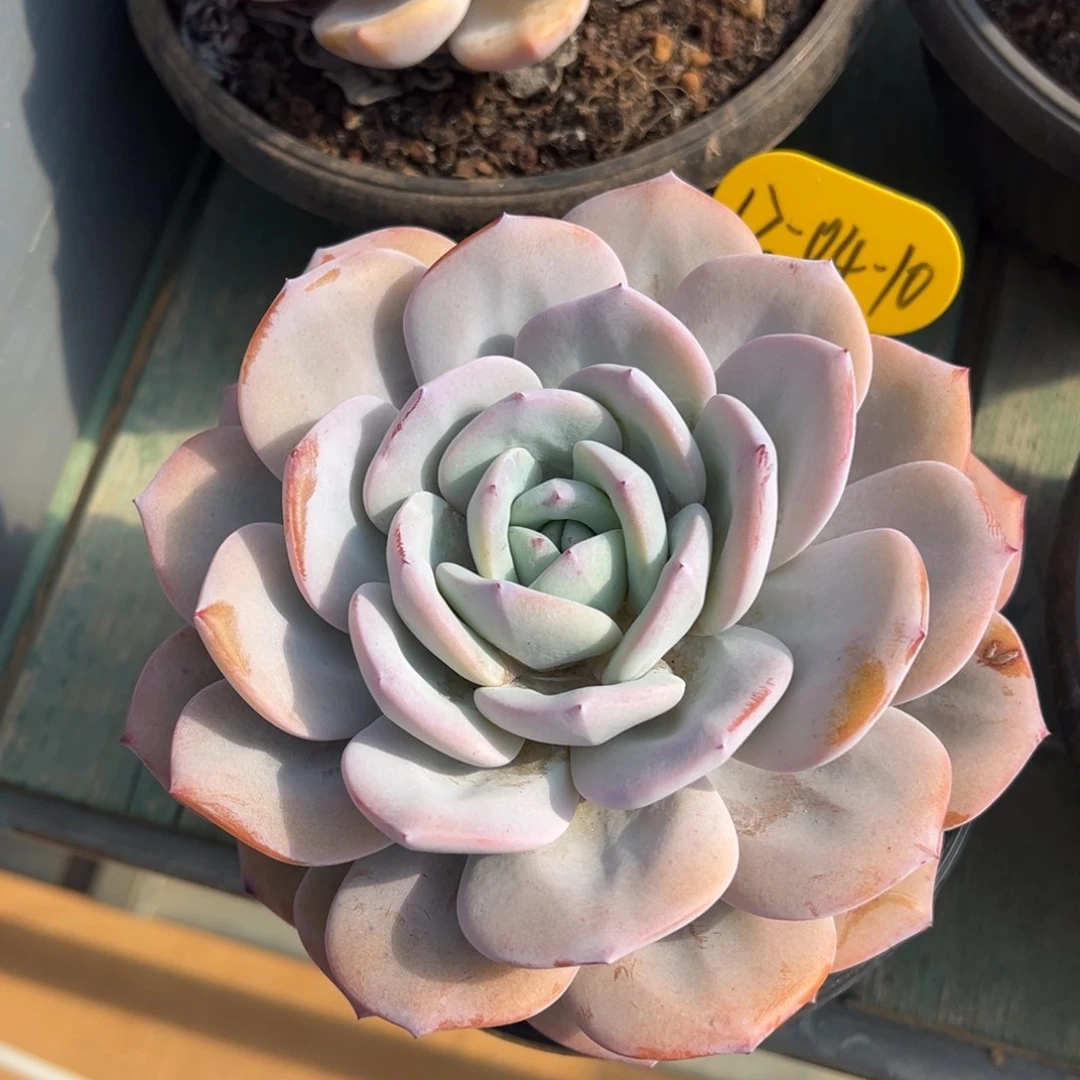 12-04-10奶茶多肉植物