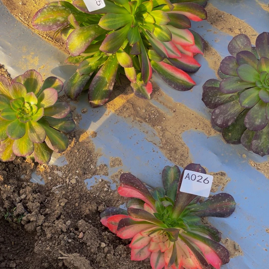 025 26花脸中班两个多肉