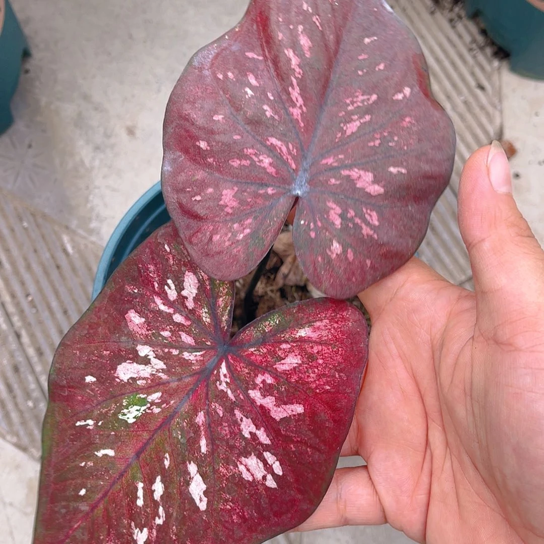 完全开放泰彩一物一拍47
