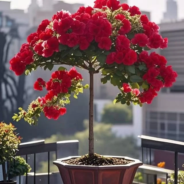 【四季爆花】新品三角梅多色阳台盆栽老庄耐热四季开老桩三角梅盆景