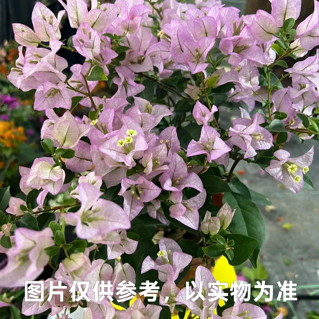 【丽娜】三角梅阳台庭院爬藤盆栽勤花四季开花基地直发