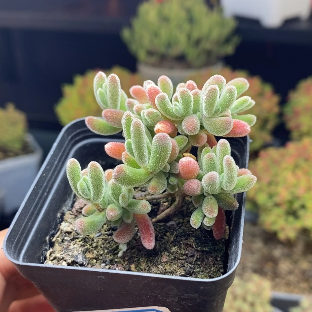 773号实生红叶枝干多肉