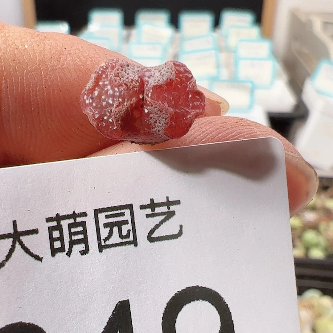 0000649 一物一拍……