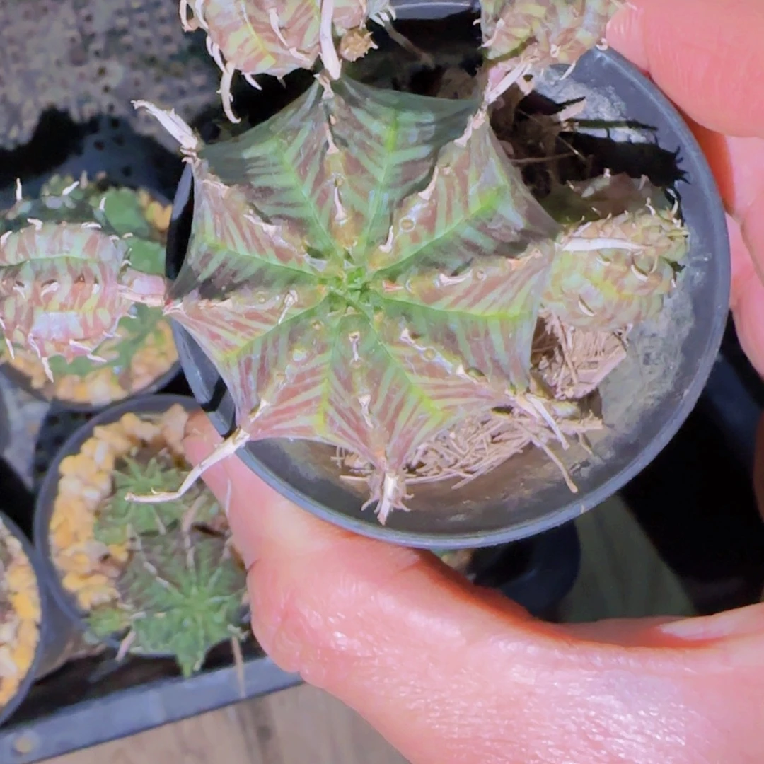 K***g块根植物块根植物
