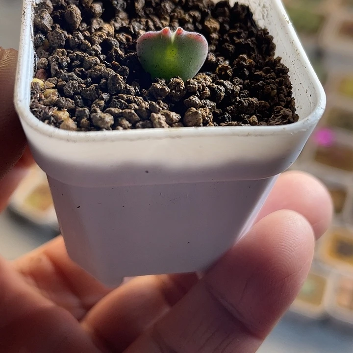 佳人园艺多肉生石花空蝉68