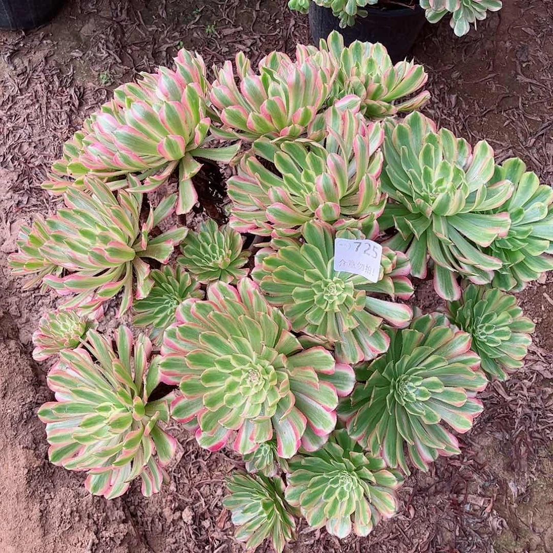 无花朵多肉植物725