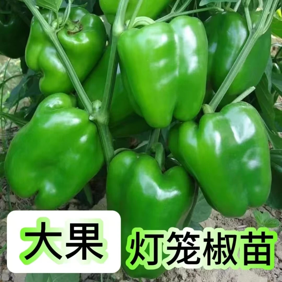 灯笼椒秧苗甜椒王苗绿灯笼椒苗绿灯笼椒辣椒苗灯笼椒苗四季种植