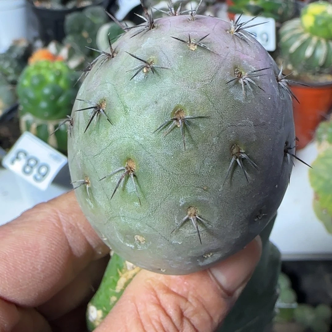 【闪购商品】苗接红花重瓣习志野选666