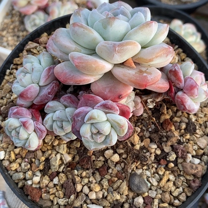 多头冰玉包包脸胖体