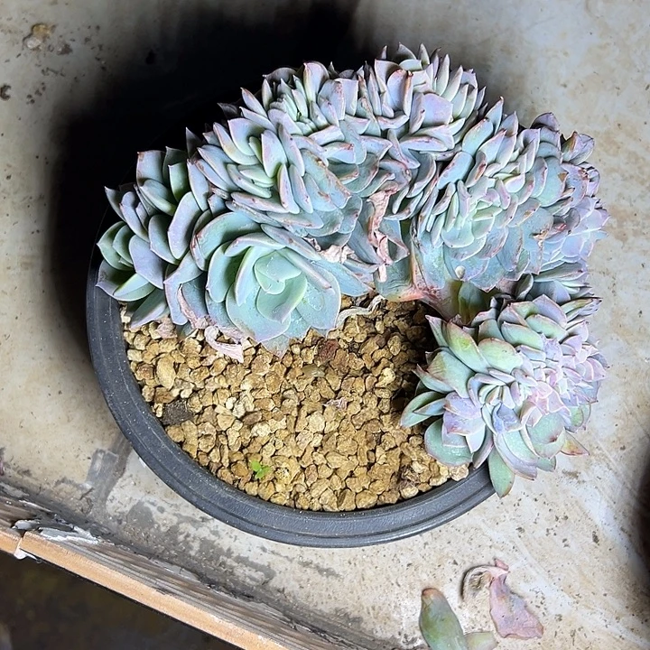 白凤群生缀化多肉