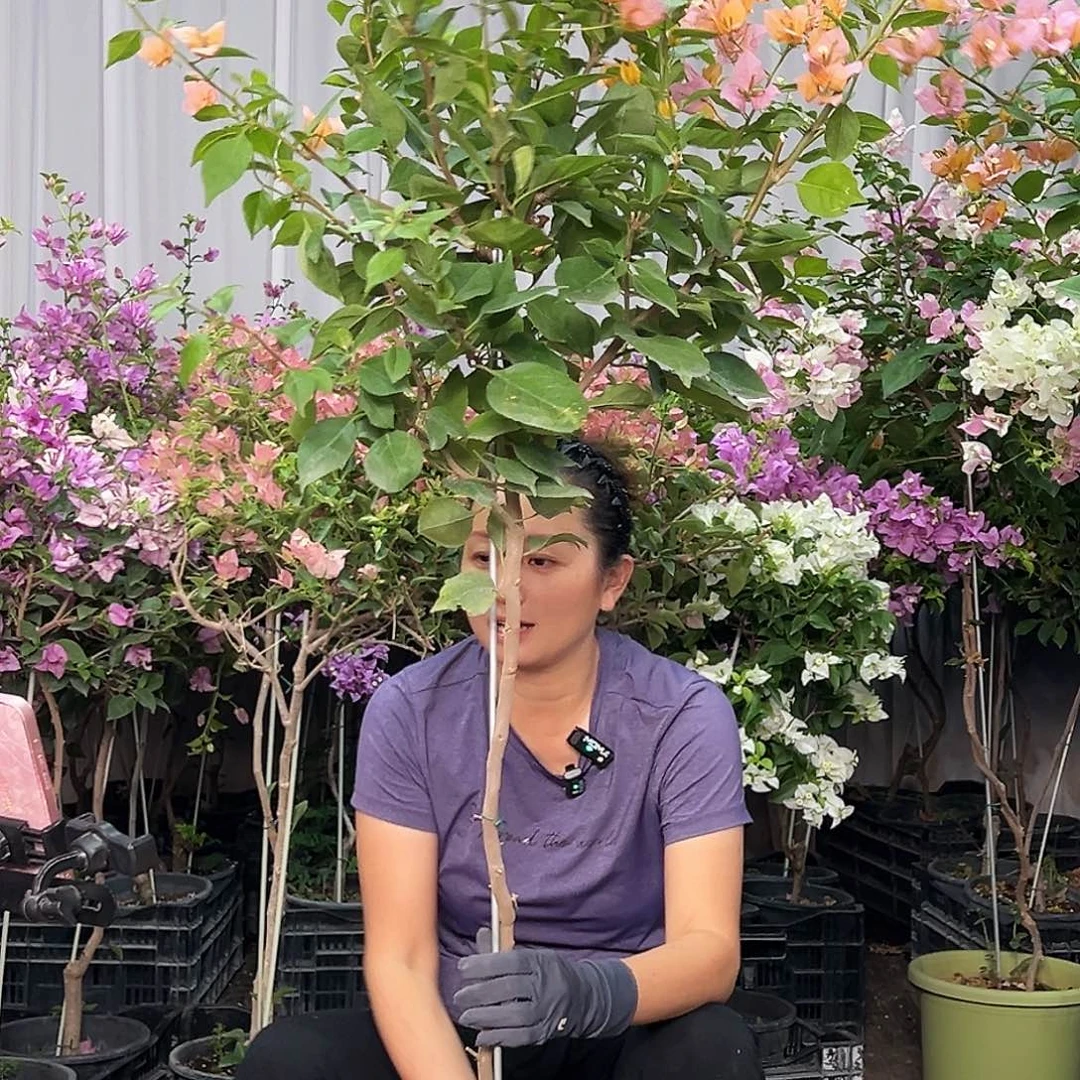 如***初当前无花栽培后可以开花B41变色龙