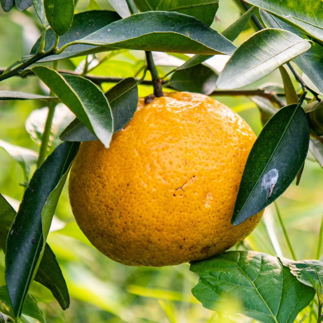 2025年新会茶坑圈枝大红柑茶枝柑鲜果新会陈皮原材料15年老树围