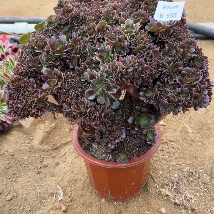 955 玫瑰自然朵缀 款35 公分