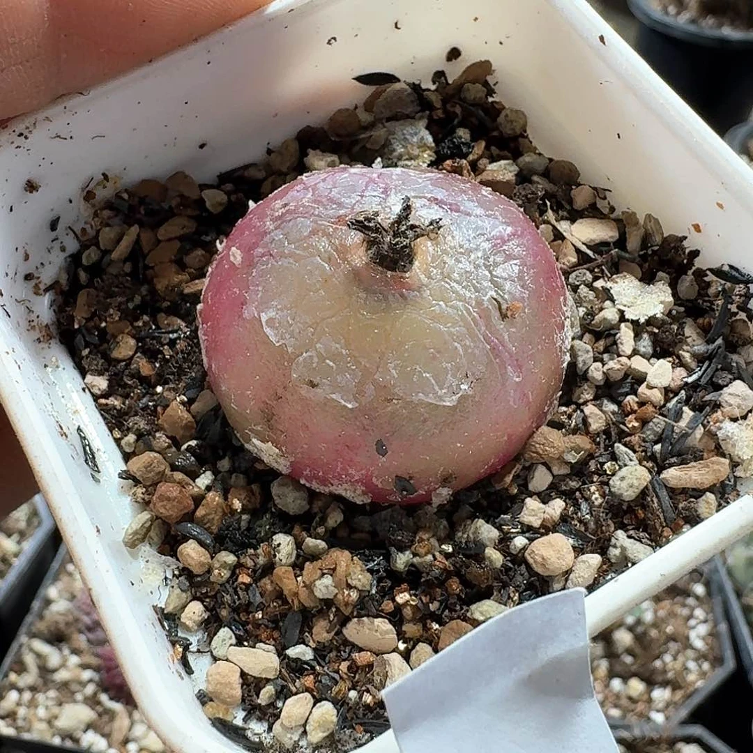 68灯泡脱土发货带种荚