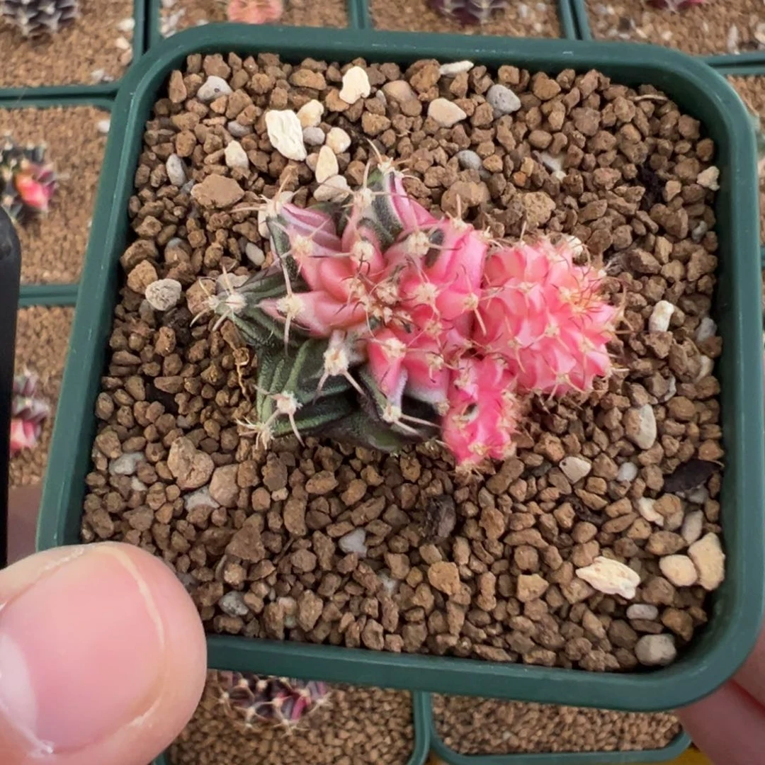 164 好看的米哈冲冲冲