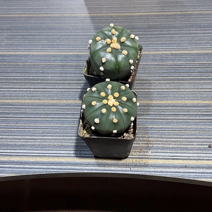 醉***生组合2棵实生脱土发货