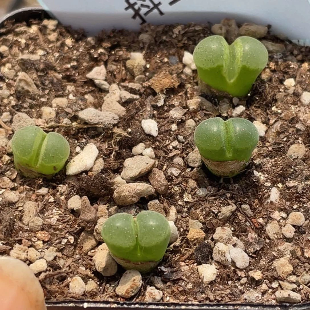 15-63极窗风铃多肉植物