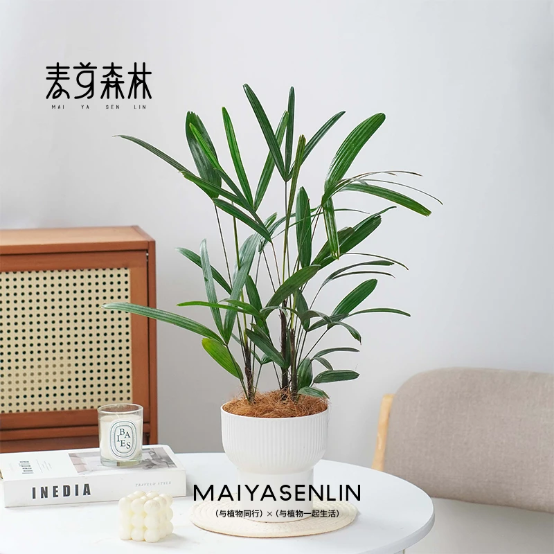 【办公室丛林】室内棕竹盆栽耐阴好养绿植客厅阳台玄关桌面观叶植物