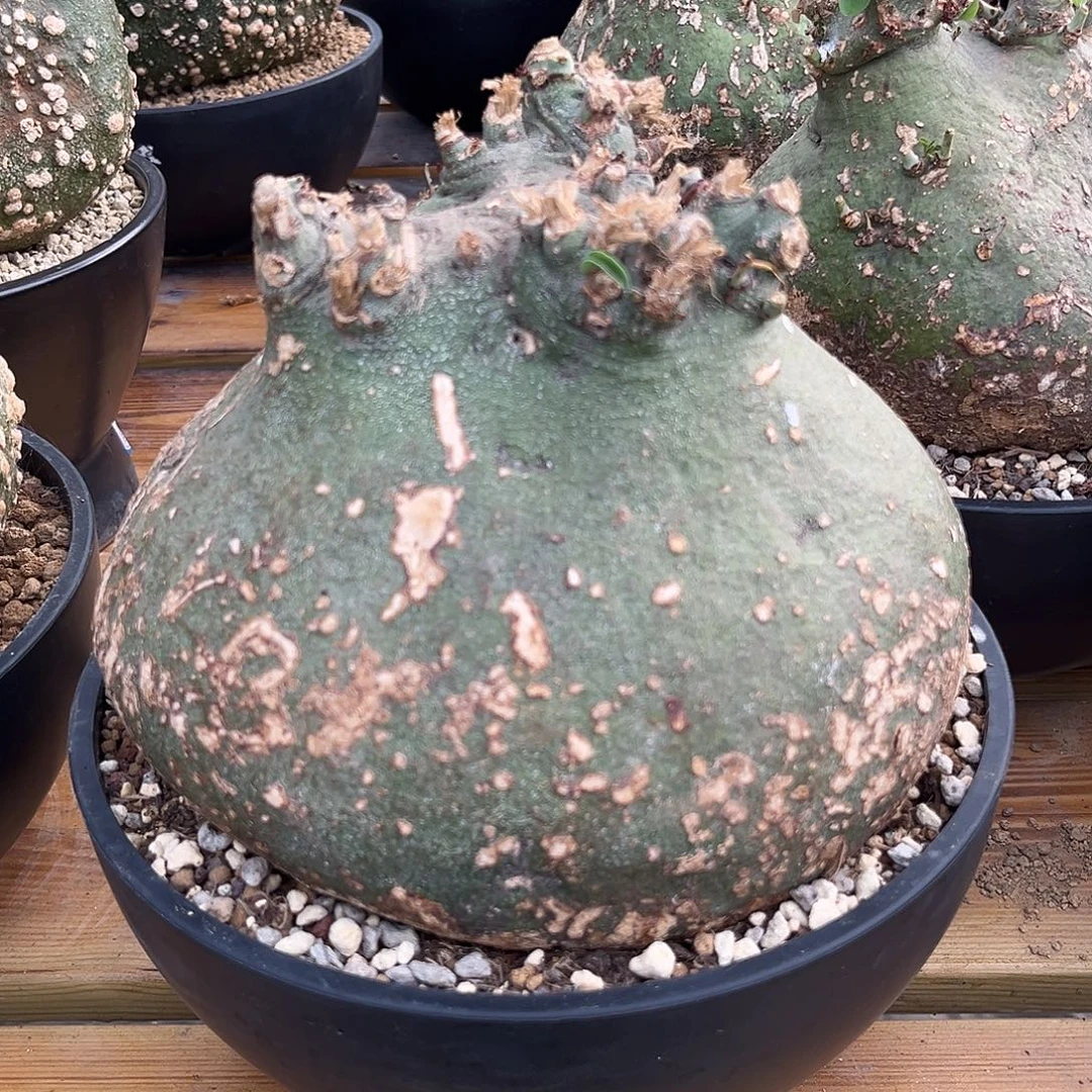 汤圆植物刺项蔓肚子大