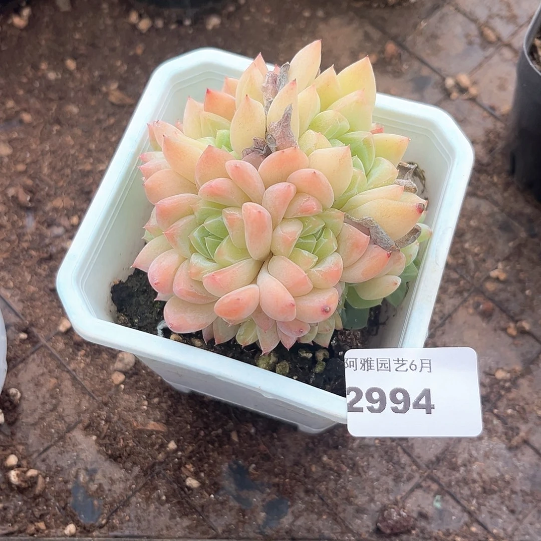 阿雅园艺。     2994厚梦