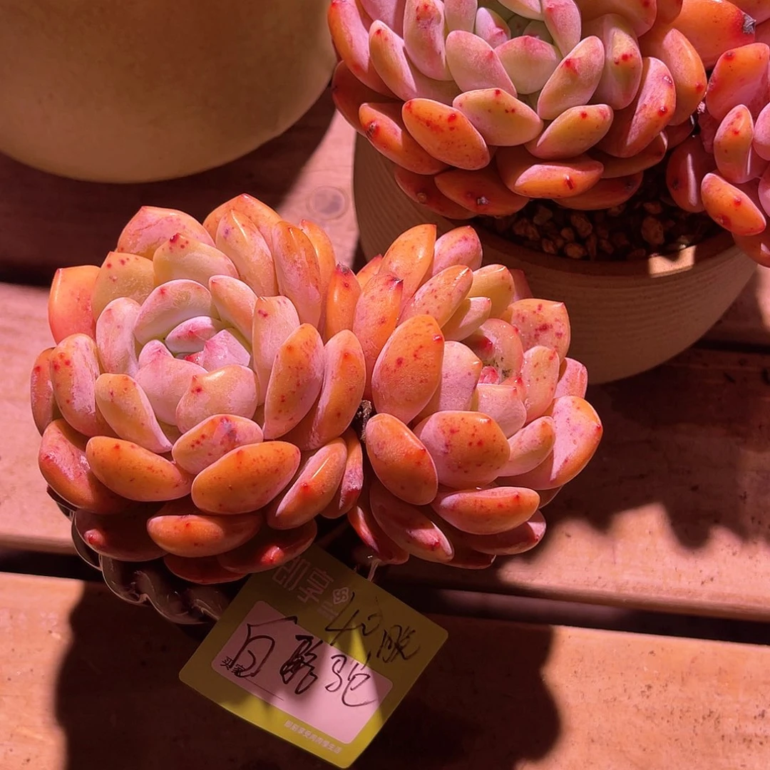 白*驼橙梦露双头一组