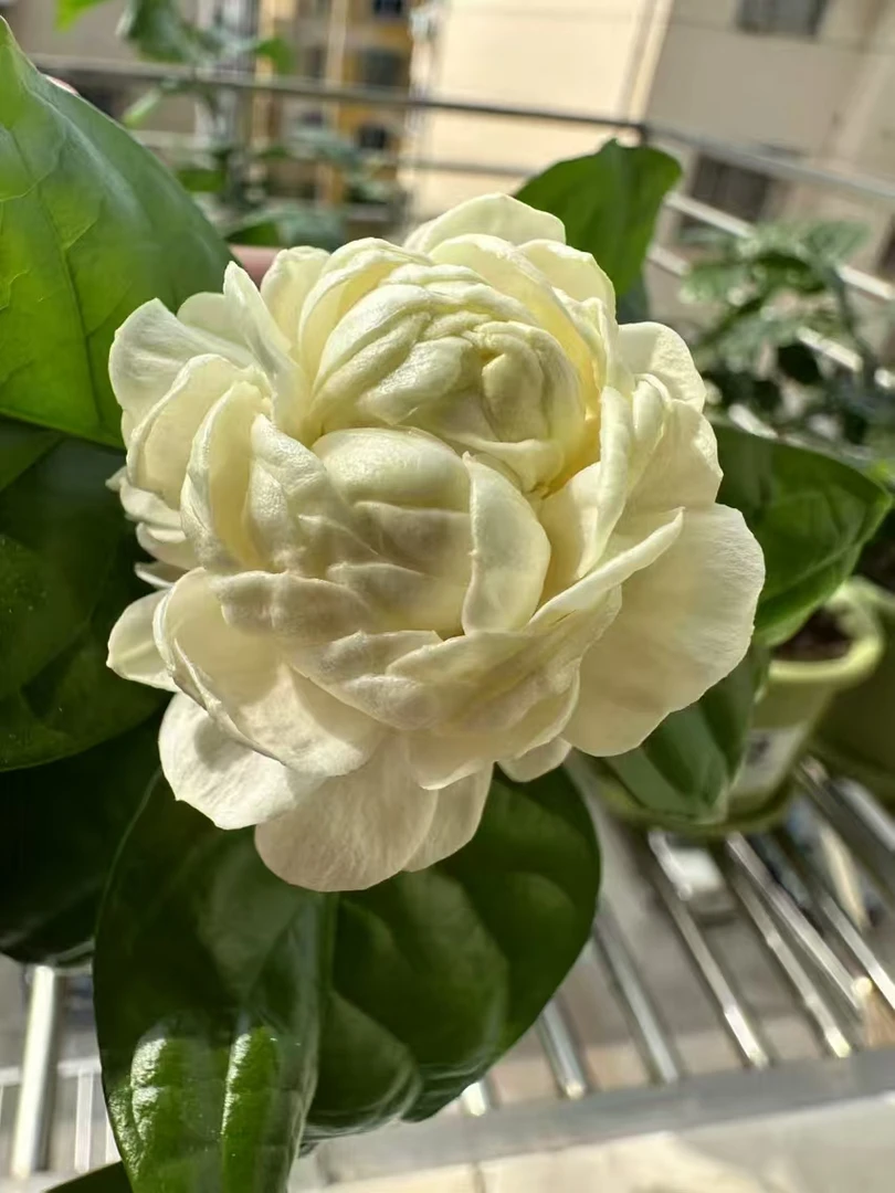 一物一拍圆叶大花虎头花朵仙仙的味道香香的植物