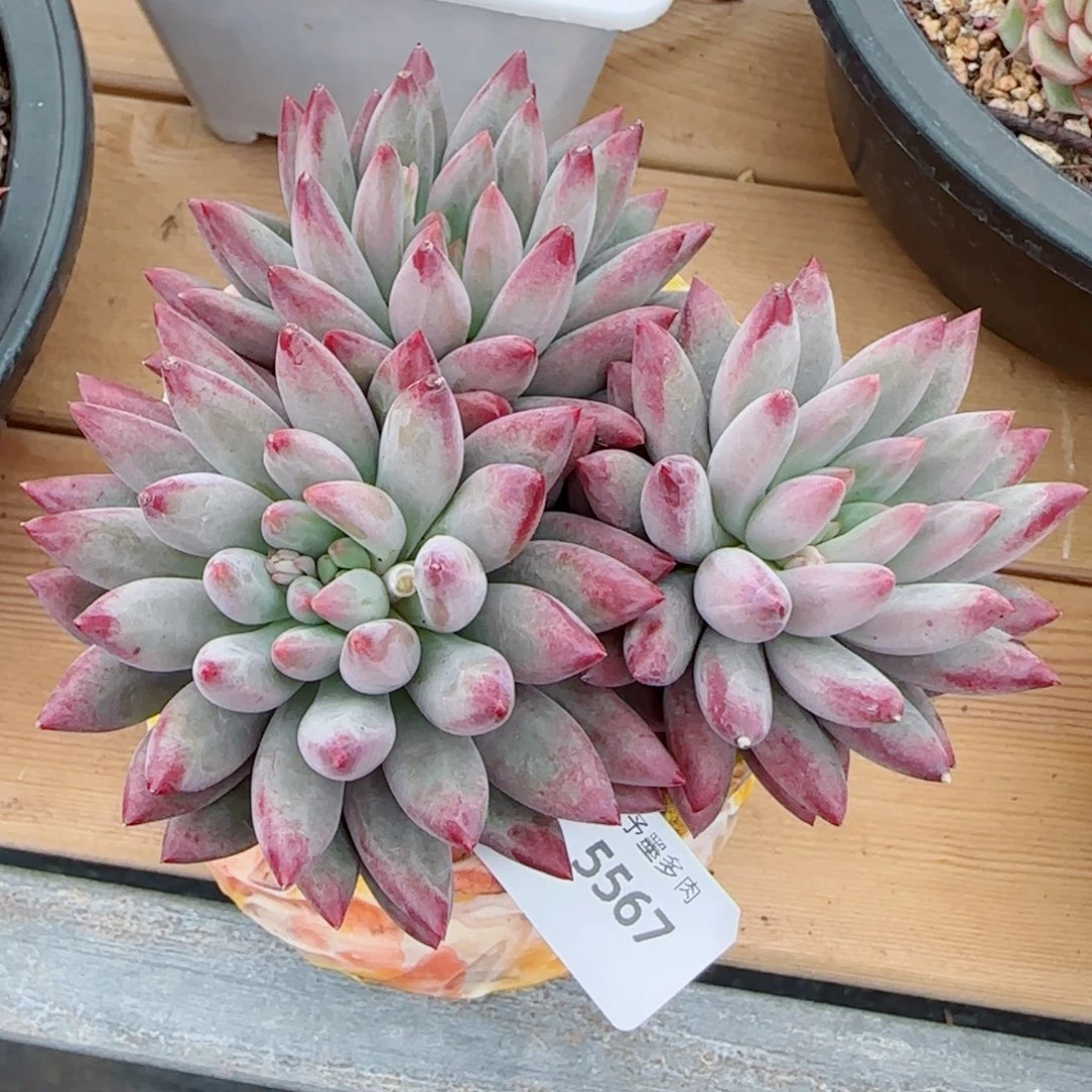 虞美人，5567多肉植物