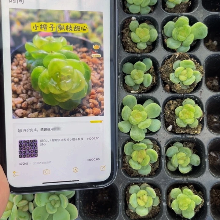 飘枝甜心，满9.9包邮