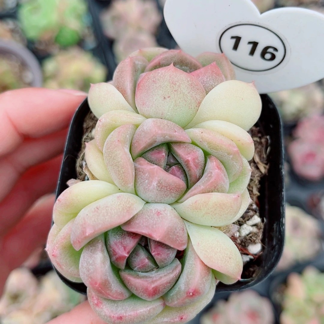 116号小老桩珍妮群
