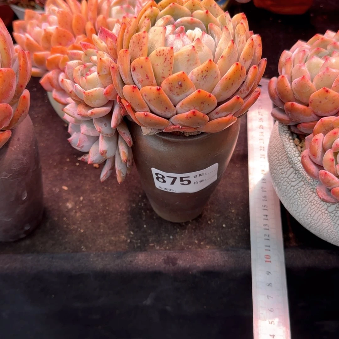 乍***?郑州乐橙多肉带盆发