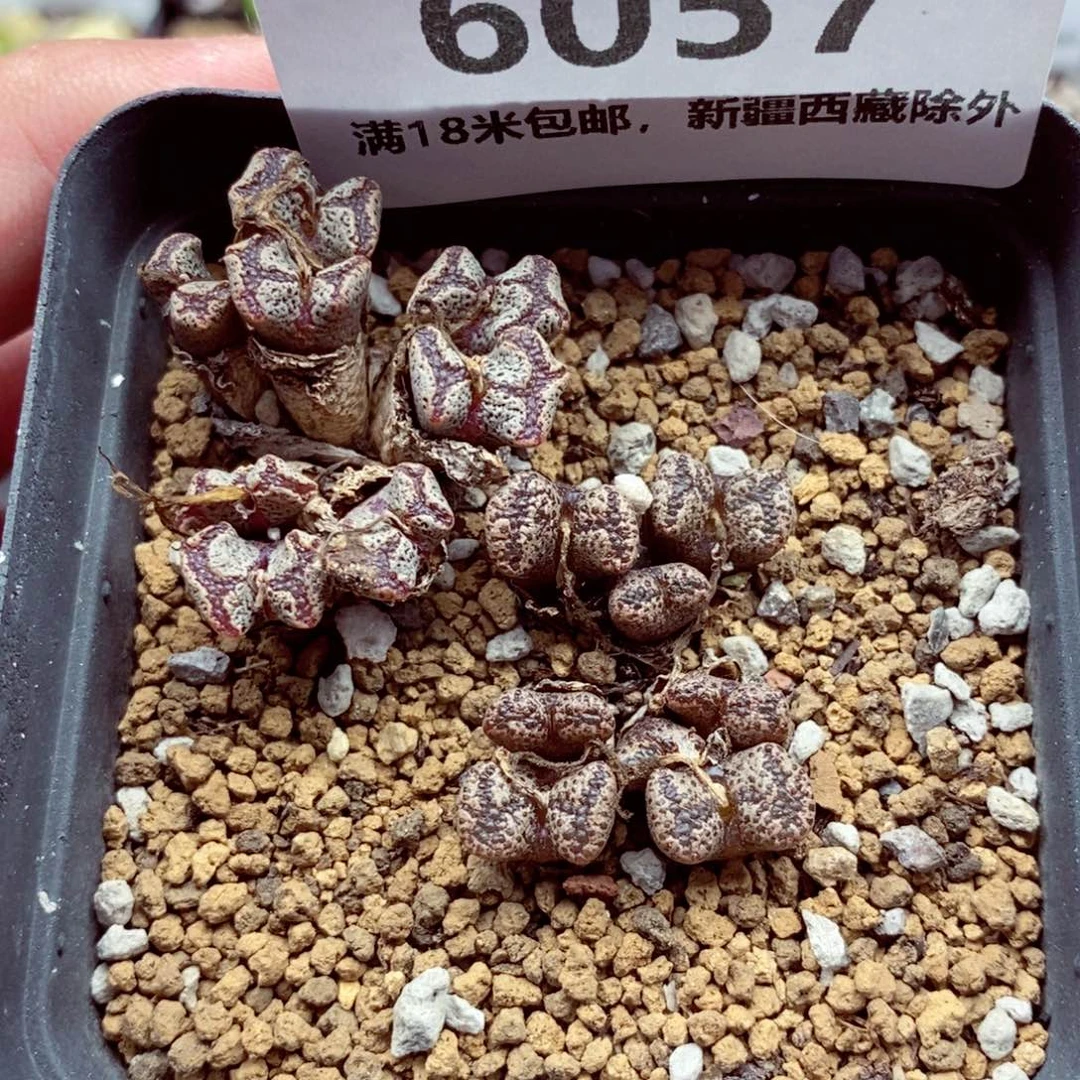 6057。