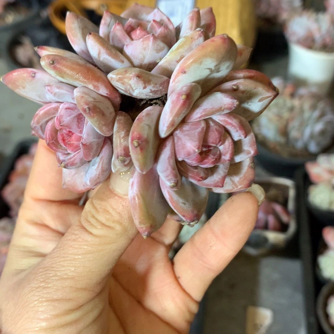 石榴籽哈哈哈哈哈哈哈哈哈