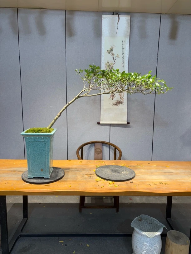 笑笑园艺一物一拍