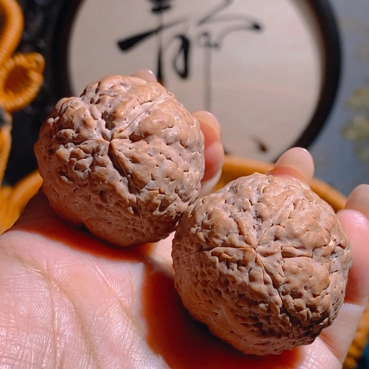 矮桩疙瘩龙金刚3742