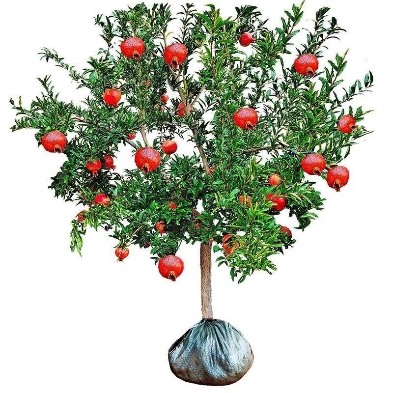 特大软籽石榴树树苗盆栽带土南北可种庭院果树