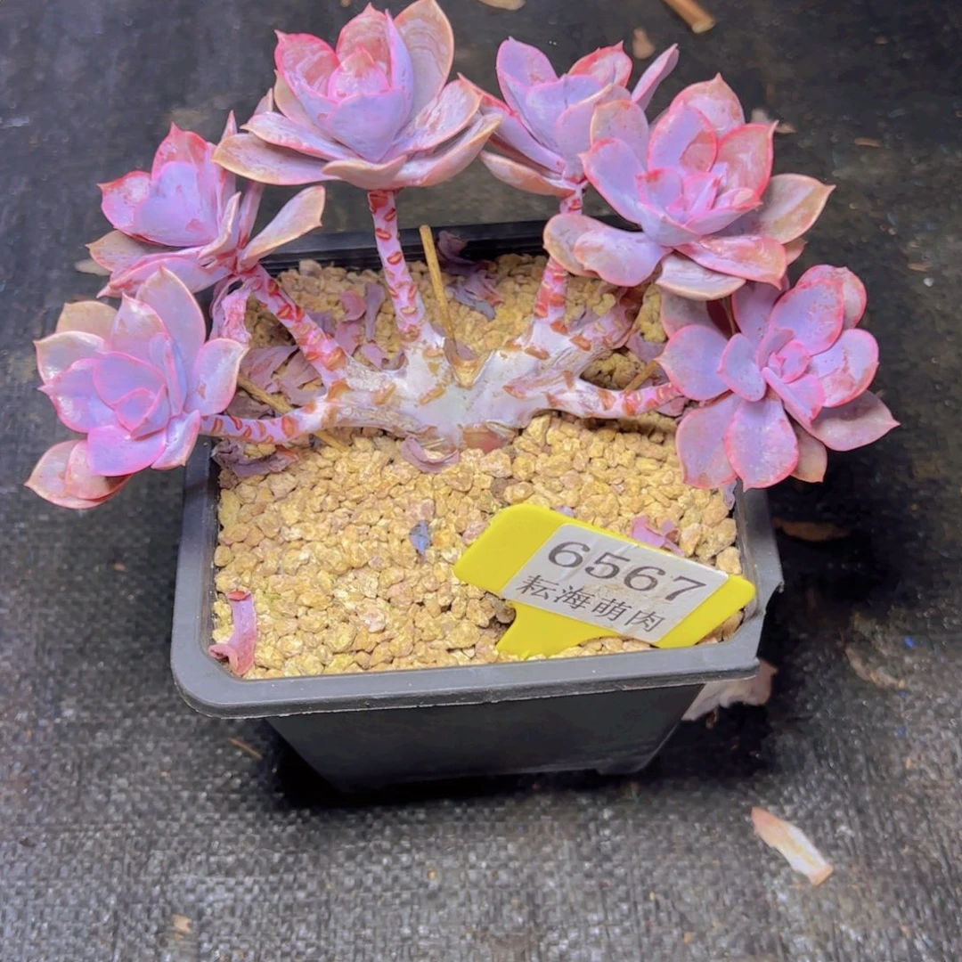 弥***资紫丁香有瑕疵6567多肉植物
