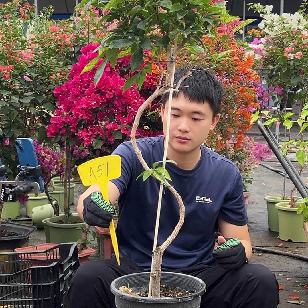 用***4大部分花苞少量开放A51喷点新粉